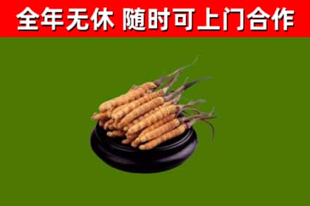 江门市烟酒回收冬虫夏草.jpg